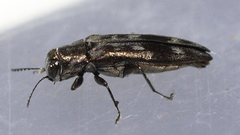 Agrilus lecontei