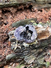 Nectriopsis violacea