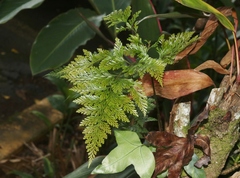 Davallia fejeensis
