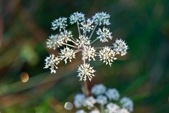 Angelica lucida