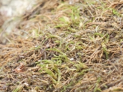 Claopodium rostratum