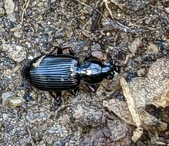 Agonum punctiforme