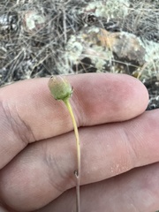 Thelesperma megapotamicum