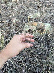 Thelesperma megapotamicum