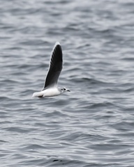 Hydrocoloeus minutus