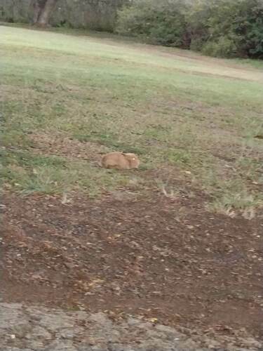 Domestic Rabbit photographed in Hawaii