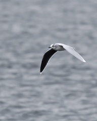 Hydrocoloeus minutus