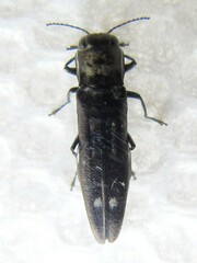 Agrilus obsoletoguttatus