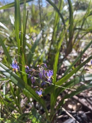 Dianella