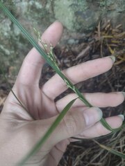 Scleria gaertneri