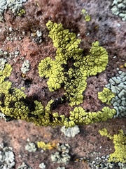 Acarosporaceae