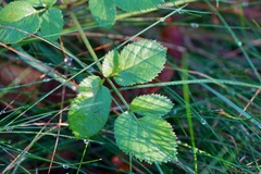 Angelica lucida