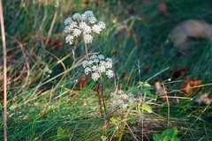 Angelica lucida