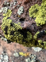Acarosporaceae
