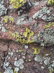 Acarosporaceae