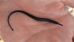 Syngnathus scovelli