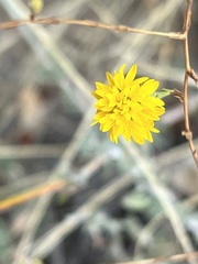 Lessingia glandulifera