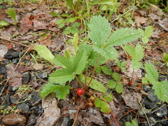 Fragaria virginiana