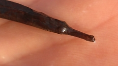 Syngnathus scovelli