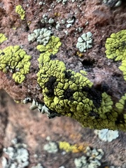 Acarosporaceae