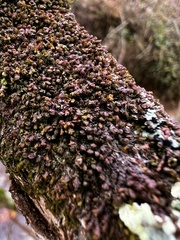 Frullania eboracensis