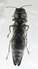 Agrilus obsoletoguttatus