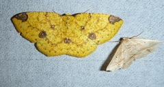 Periclina apricaria
