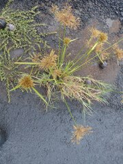 Cyperus polystachyos
