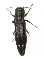 Agrilus obsoletoguttatus