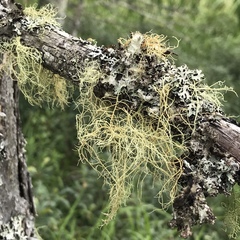 Usnea subrubicunda