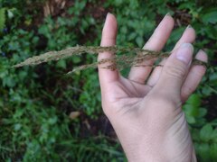 Digitaria insularis