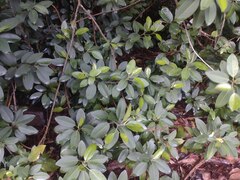 Ficus rubiginosa