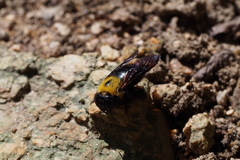 Xylocopa appendiculata circumvolans