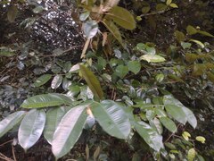 Chrysophyllum oliviforme