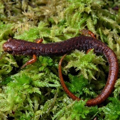 Hemidactylium scutatum