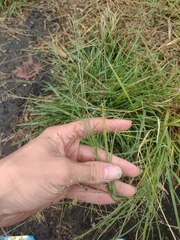 Eragrostis tenuifolia