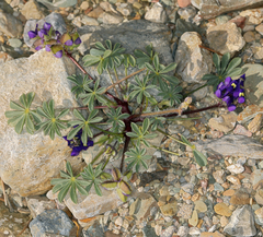 Lupinus flavoculatus
