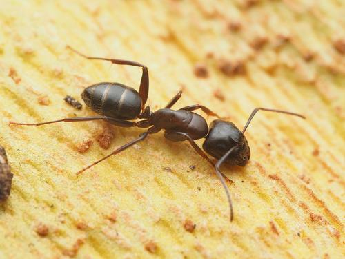 凯莉弓背蚁Camponotus caryae