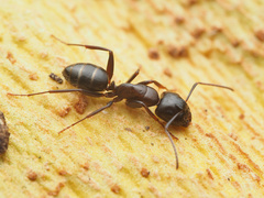 Camponotus caryae