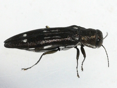 Agrilus obsoletoguttatus