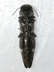 Agrilus obsoletoguttatus