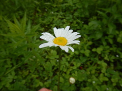 Leucanthemum vulgare