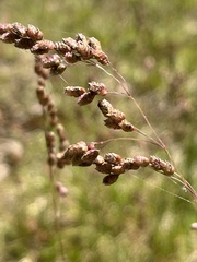 Chascolytrum subaristatum