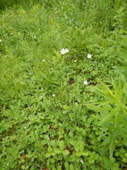 Leucanthemum vulgare