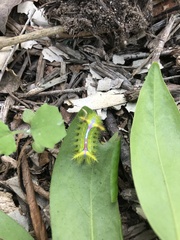 Anaxidia lozogramma