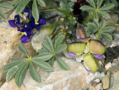 Lupinus flavoculatus