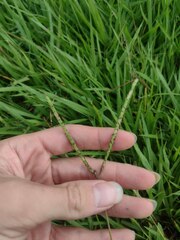 Paspalum notatum