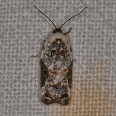 Acleris nivisellana