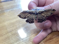 Pholodes sinistraria