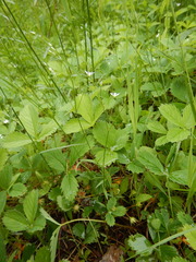 Stellaria graminea
